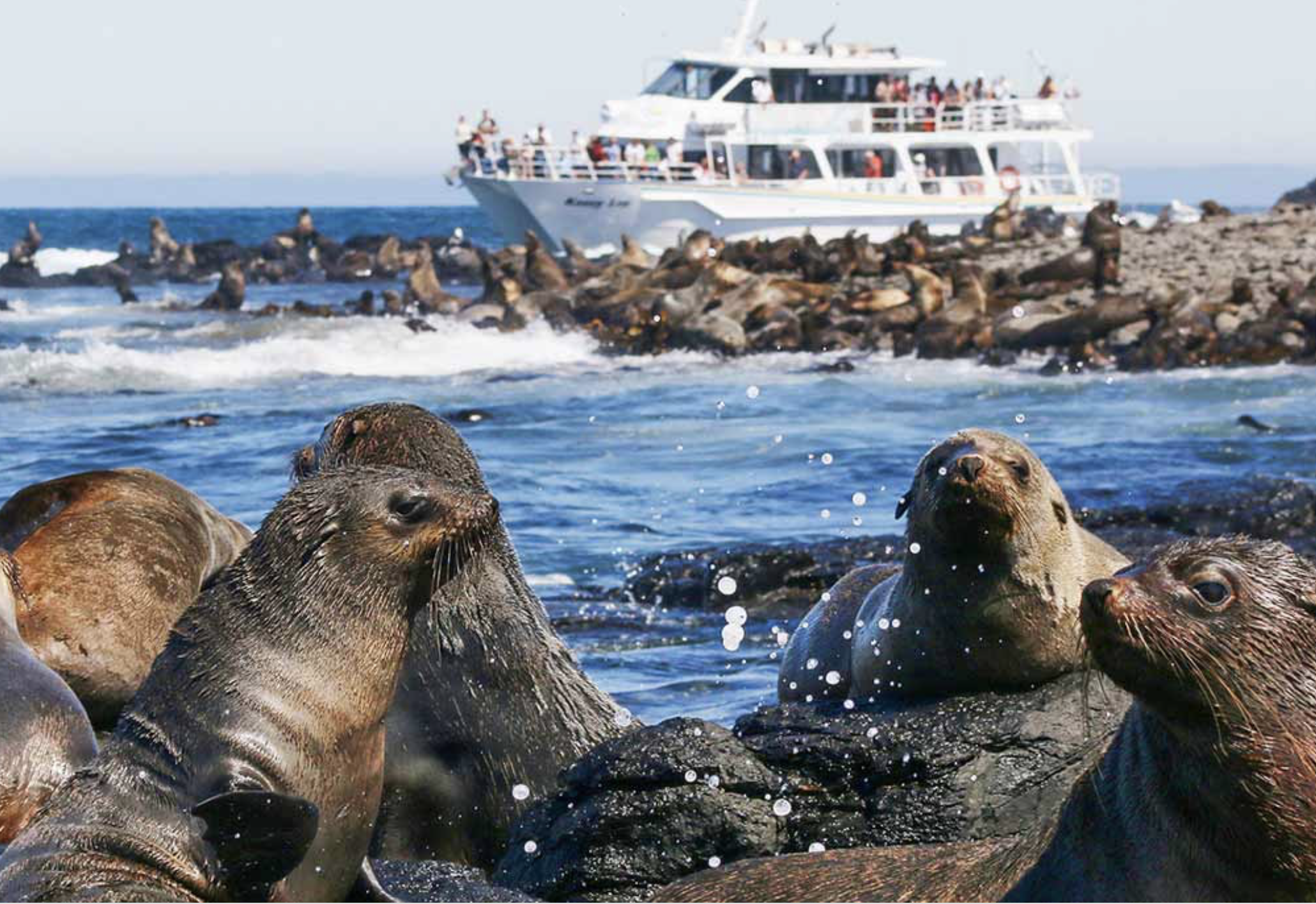 WildLife Cruises Catamaran Phillip Island